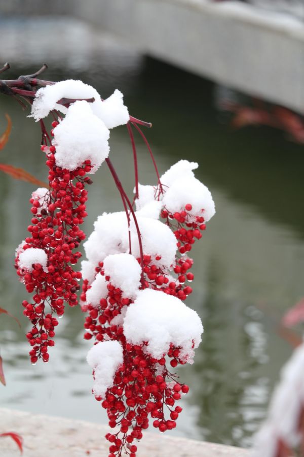 ����С��ӭ��ѩ  ���_(d��)��ɫ������